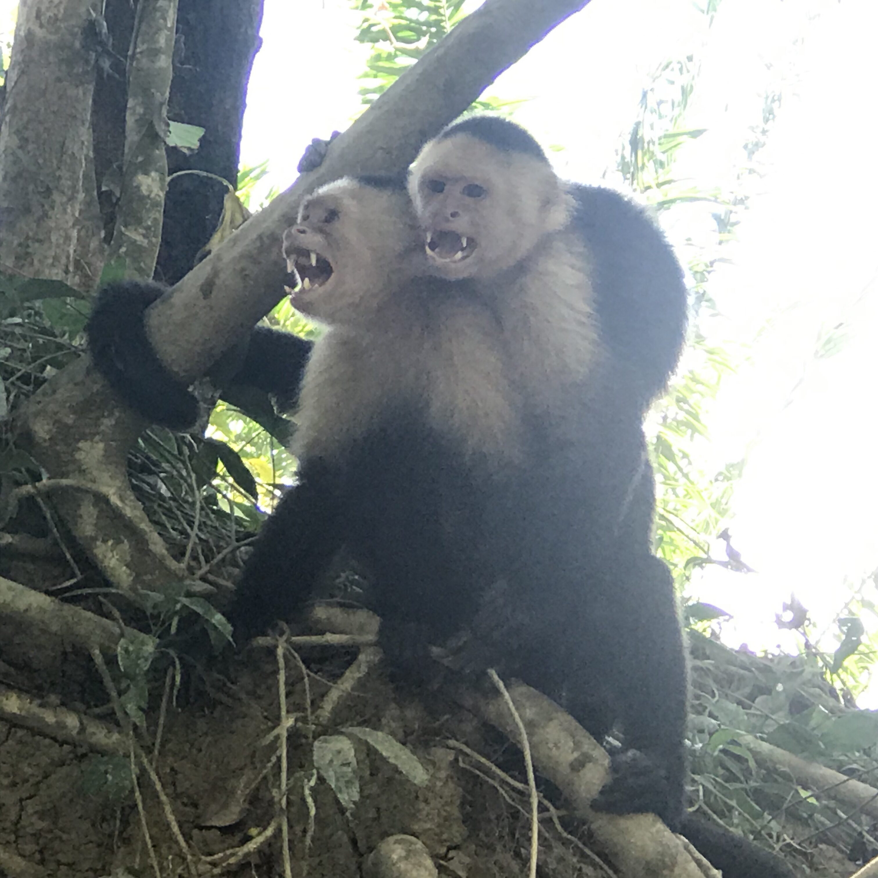 MANGROVE MONKEY TOUR